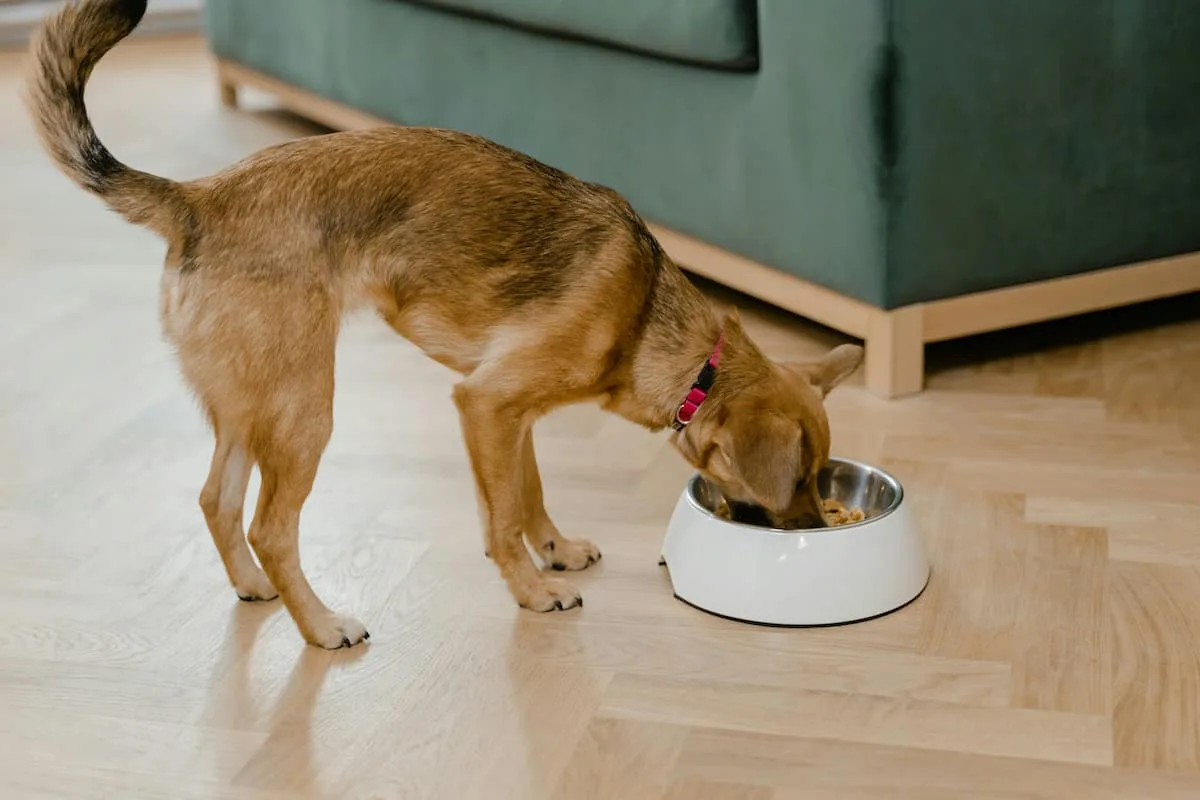 3 recetas fáciles de paletas de hielo para perros (sin comprometer su salud)