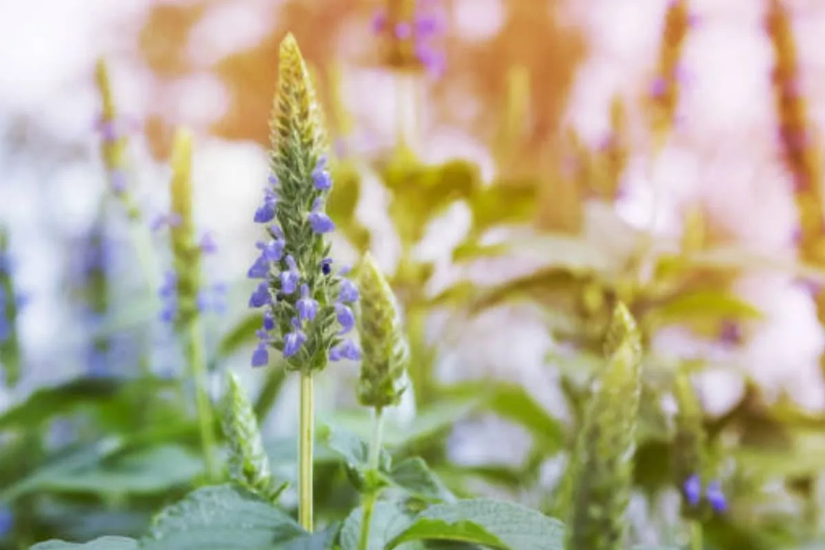 Semilla de chía; la semilla mexicana con muchísimos beneficios para nuestra digestión