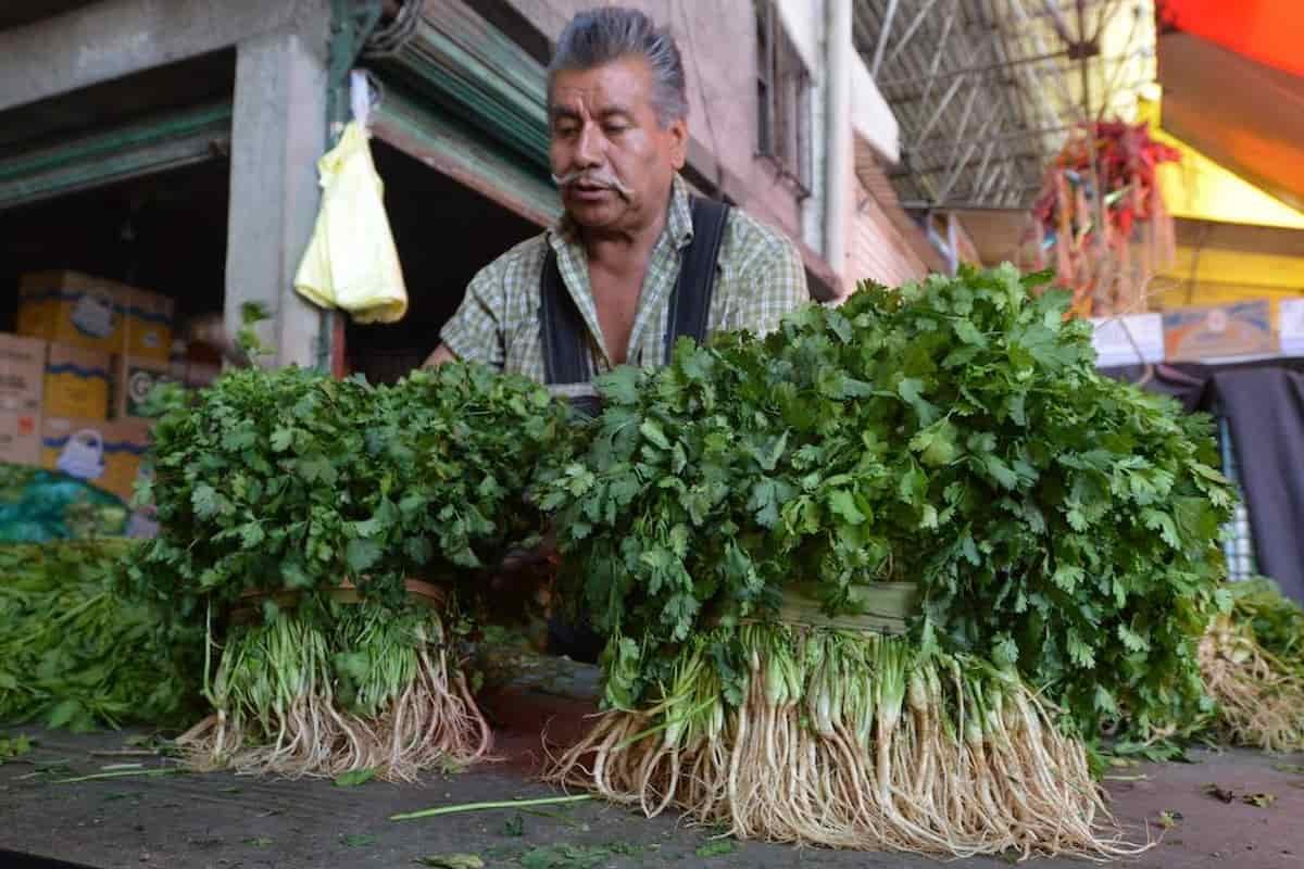 La sequía le quita el sabor a los tacos, gorditas y más. Aumenta el precio del cilantro 400%