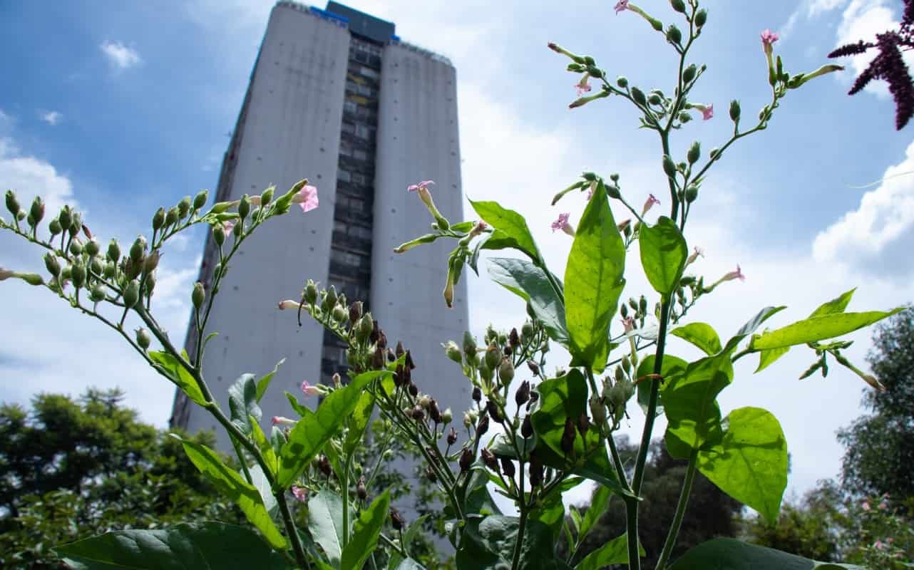 Huerto Tlatelolco: Centro de Regeneración y Sostenibilidad Urbana en el Corazón de la CDMX