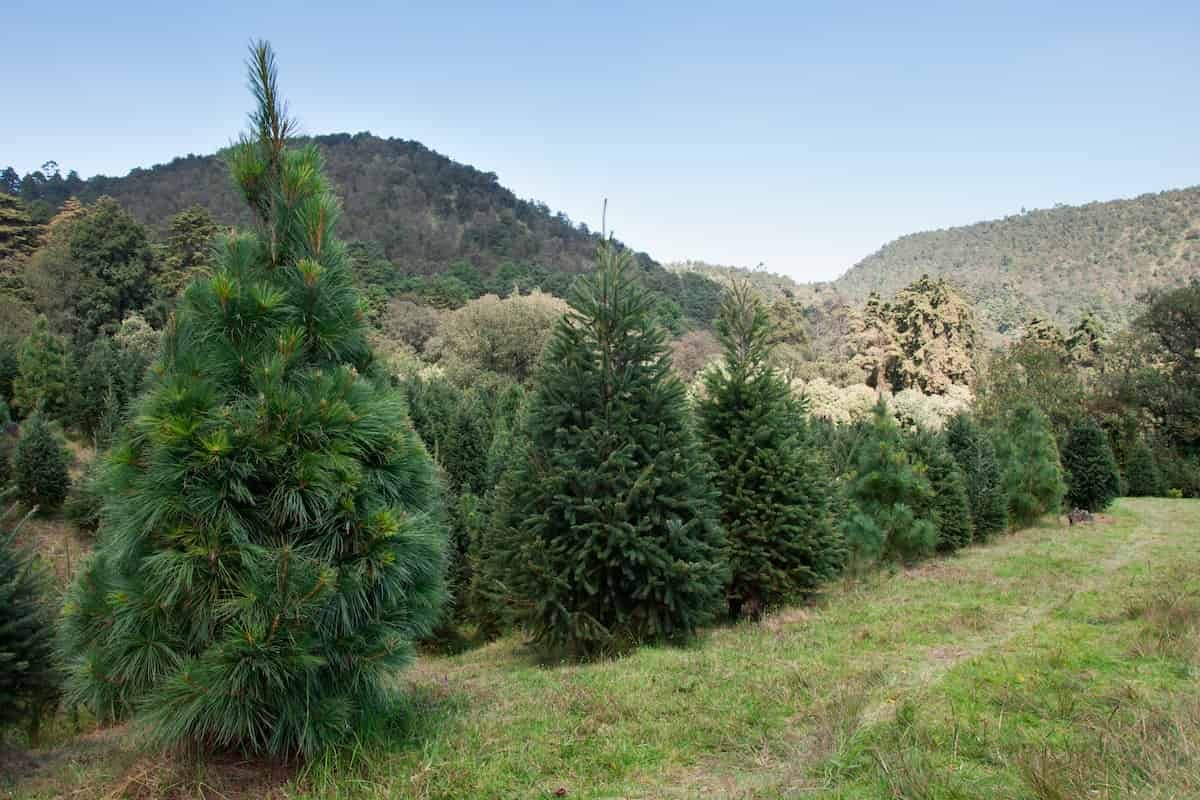 El viaje de fin de semana más navideño: una visita a Amecameca para comprar árbol de Navidad y de paso, comer delicioso